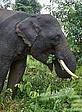 Sumatran elephant © WWF-Canon / Volker KESS